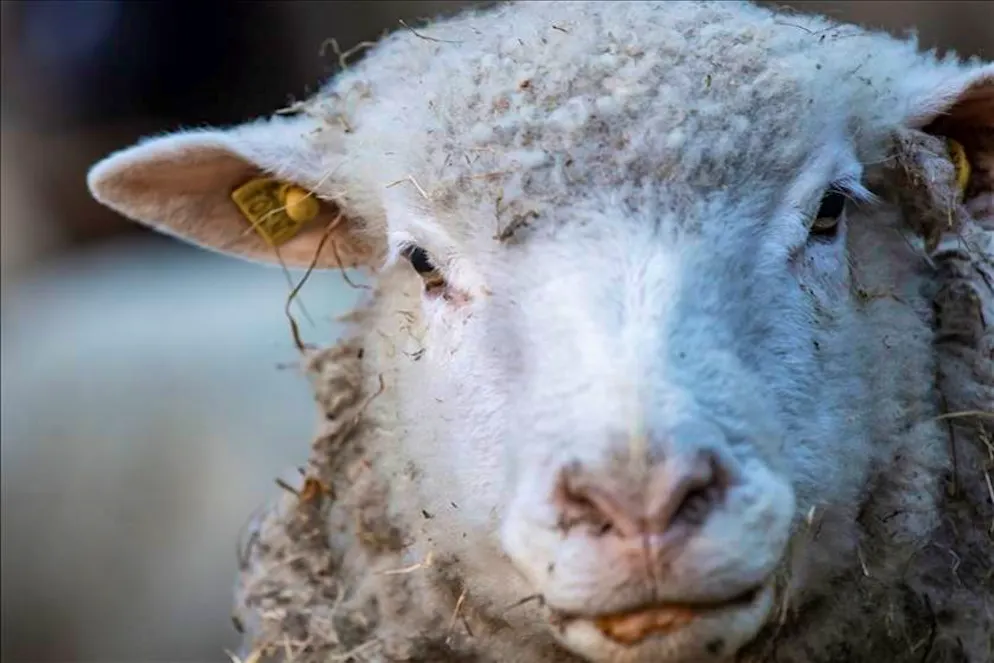 Un progetto sperimentale in Ticino: «Pecore che odorano di lupo» | blue