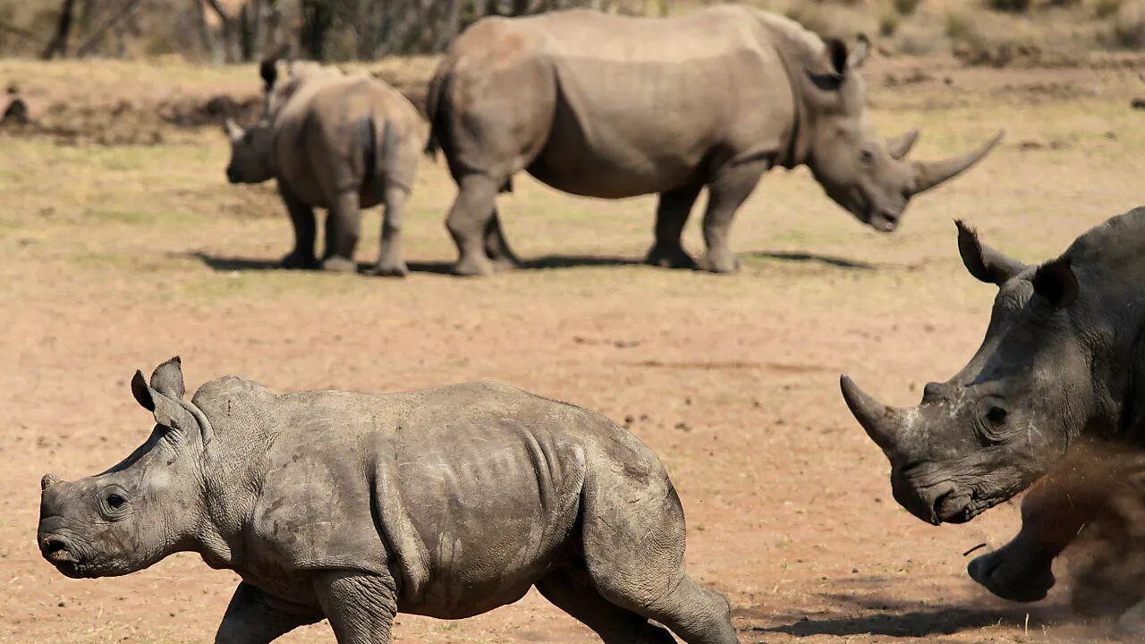 Tiere. Zahl der Nashörner in Afrika steigt wieder an