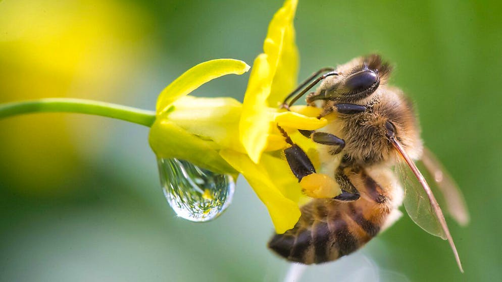 Le api sono spesso infettati dall'acaro parassita Varroa, che rappresenta un forte pericolo per la loro salute. (Foto archivio)