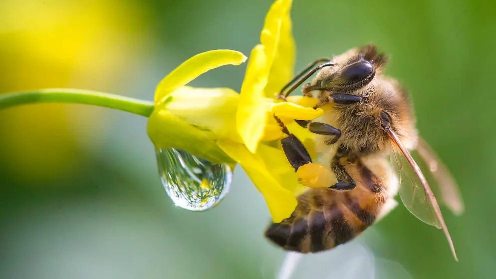 Le but est de pouvoir étudier le comportement des abeilles sans utiliser de caméras (archives).
