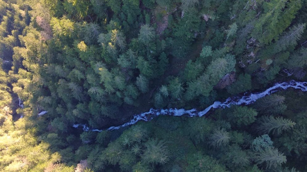 La zona in cui è stato ritrovato il corpo senza vita del cercatore di funghi
