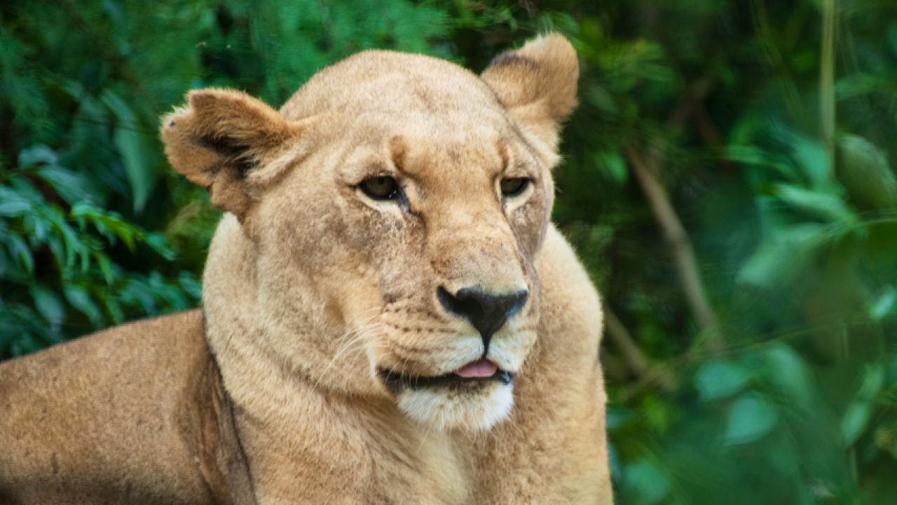 Tierwelt. Älteste Löwin im Zoo Basel im Alter von 21 Jahren gestorben