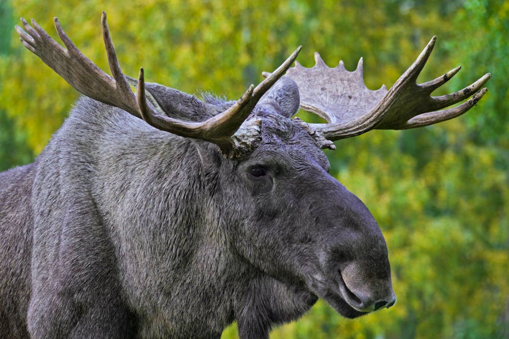 La linea rossa della metropolitana di Stoccolma tra le stazioni di Sätra e Vårby rimarrà chiusa fino a quando l'alce lascerà la zona. (Foto simbolica)