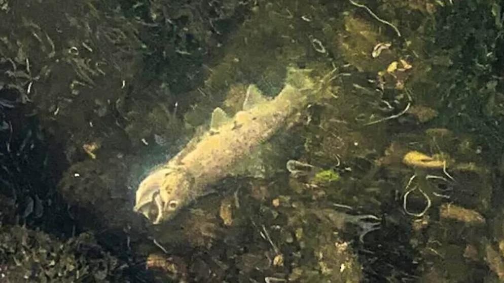 Seuzach bei Winterthur. Defekte Kläranlage tötet 400 Fische in Bach