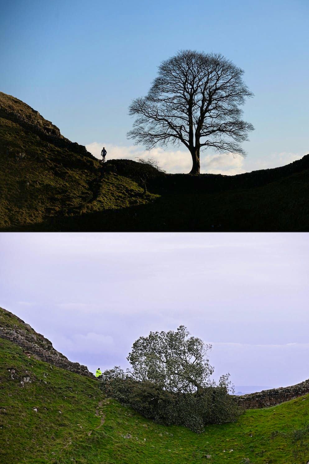 L'albero è stato «un elemento importante e iconico del paesaggio per quasi 200 anni», ha aggiunto il direttore del National Trust, Andrew Poad.