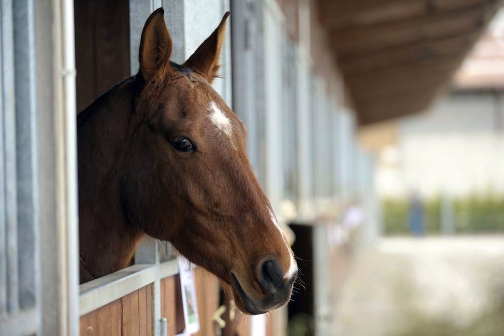 Il cavallo è stato riportato al Centro equestre nazionale di Berna, da dove era fuggito (archivio)