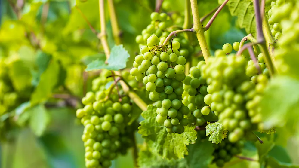 «Jage die letzte Süsse in den schweren Wein», schrieb einst Rainer Maria Rilke. Das Zitat passt hervorragend zum warmen Oktoberbeginn. 