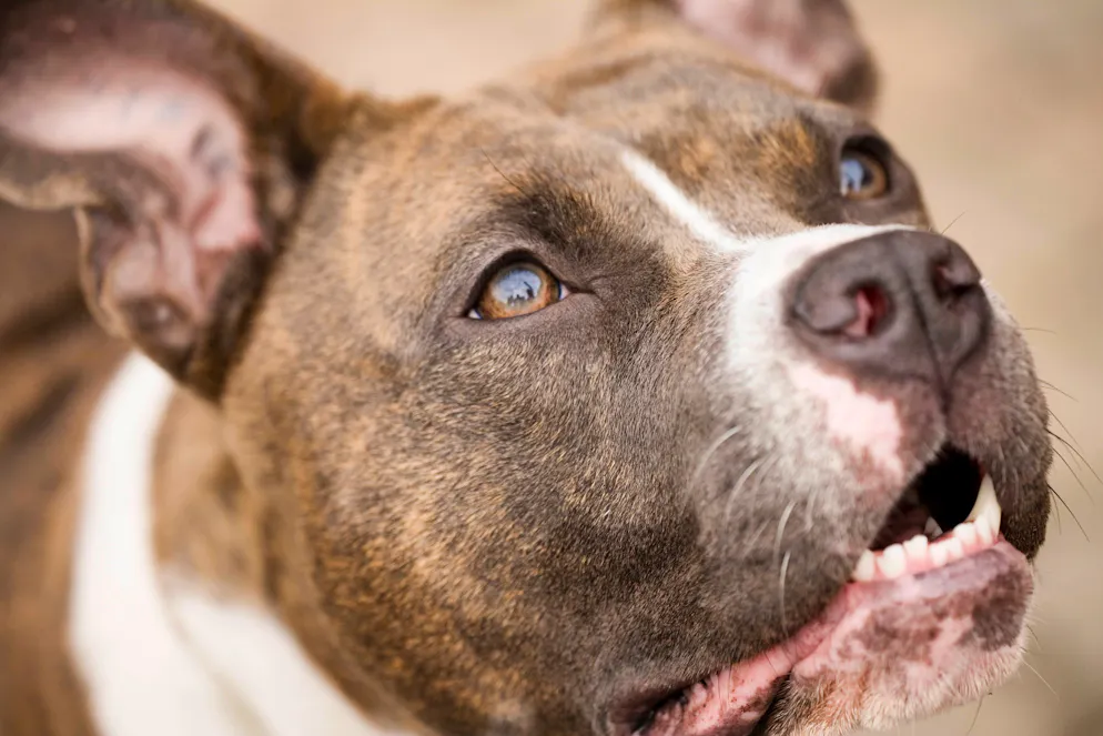 In manchen Kantonen sind Kampfhunde generell verboten, andere haben eine Liste mit Hunderassen, die als potenziell gefährlich gelten. (Symbolbild American Staffordshire Terrier)