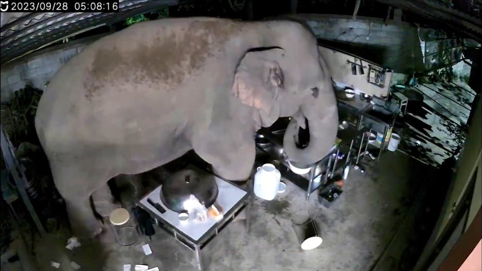 Hungriger Einbrecher. Plötzlich steht ein Elefant in der Küche – und er ist nicht allein