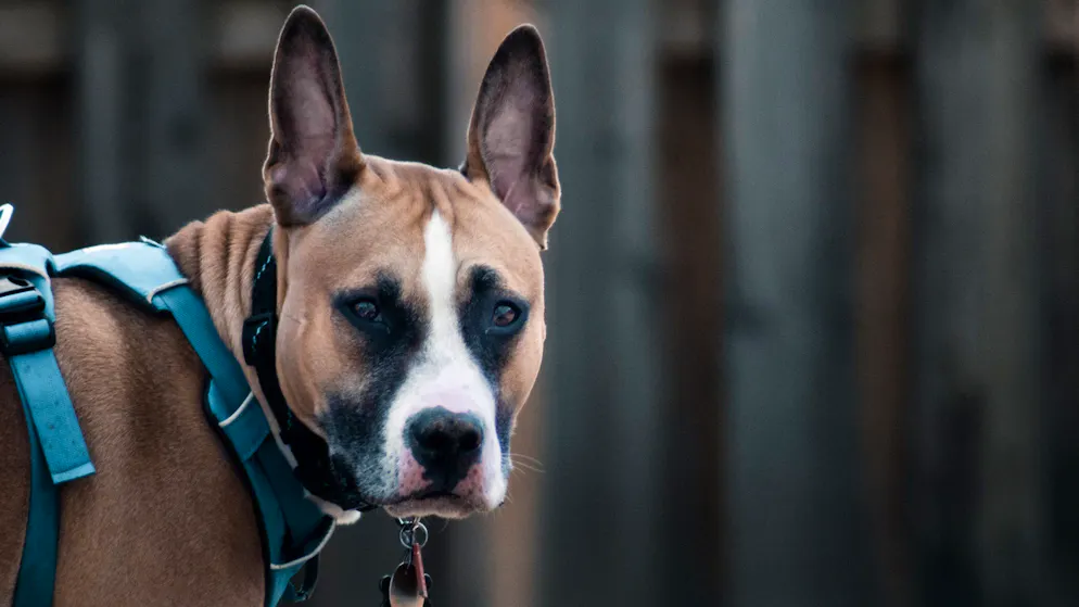 Österreicherin getötet. Kampfhund nach tödlicher Attacke eingeschläfert