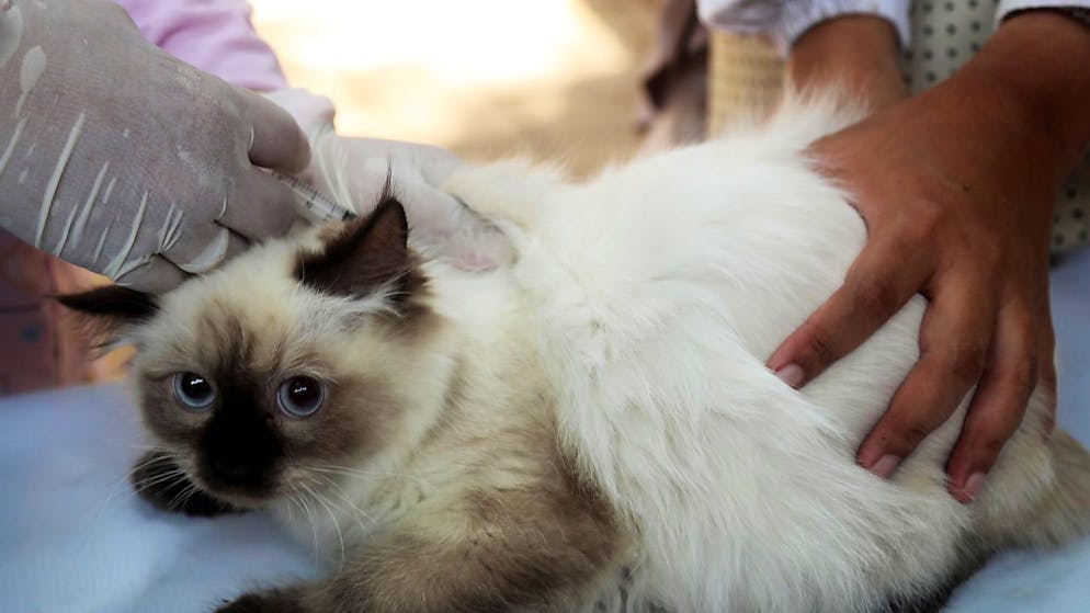 Sempre più animali in Svizzera.