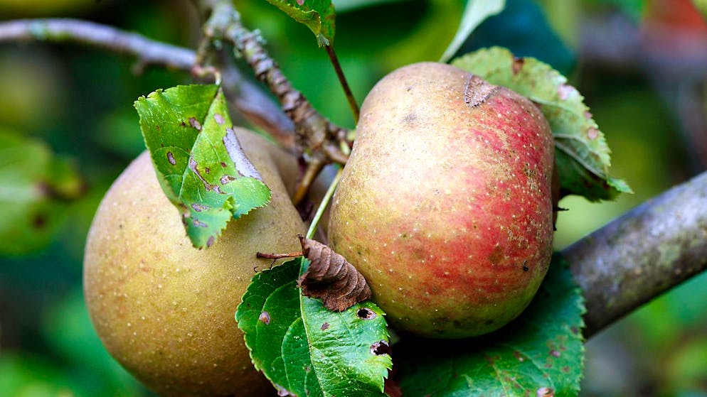 Ernährungsmythen im Check. «<em>An Apple a Day keeps the Doctor away</em>» – diesen Spruch darf man natürlich nicht ganz wörtlich nehmen. Dass zu einem gesunden Lebensstil mehr als nur ein Apfel am Tag gehört, ist wohl den meisten klar. «<em>An Apple a Day</em>» ist aber auf jeden Fall ein guter Ansatz, der durch Bewegung und eine allgemein ausgewogene Ernährung ergänzt werden darf.