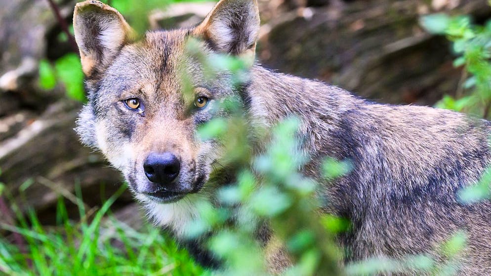 Per la prima volta dalla ricomparsa del lupo nel 2013, le autorità neocastellane hanno autorizzato l'abbattimento di un animale