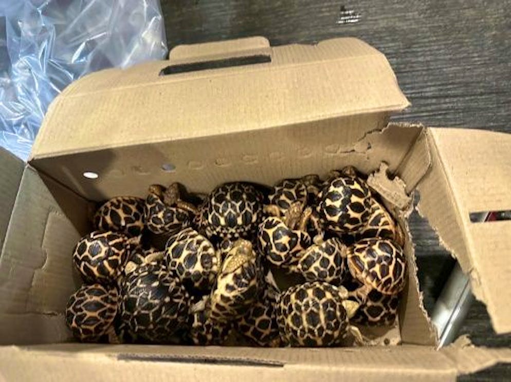 Loutre à bord: des animaux en contrebande sèment la pagaille dans un vol Bangkok-Taipei - Gallery. Photo diffusée par l'Agence taïwanaise d'inspection de la santé animale et végétale, le 5 octobre 2023, d'un carton contenant des tortues saisies le 4 octobre dans un avion de ligne par les douanes taïwanaises à l'aéroport de Taoyuan, près de Taipei