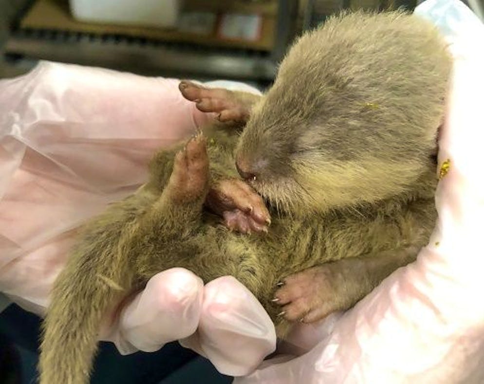 Loutre à bord: des animaux en contrebande sèment la pagaille dans un vol Bangkok-Taipei - Gallery. Photo diffusée par l'Agence taïwanaise d'inspection de la santé animale et végétale, le 5 octobre 2023, d'une jeune loutre saisie le 4 octobre dans un avion de ligne par les douanes taïwanaises à l'aéroport de Taoyuan, près de Taipei