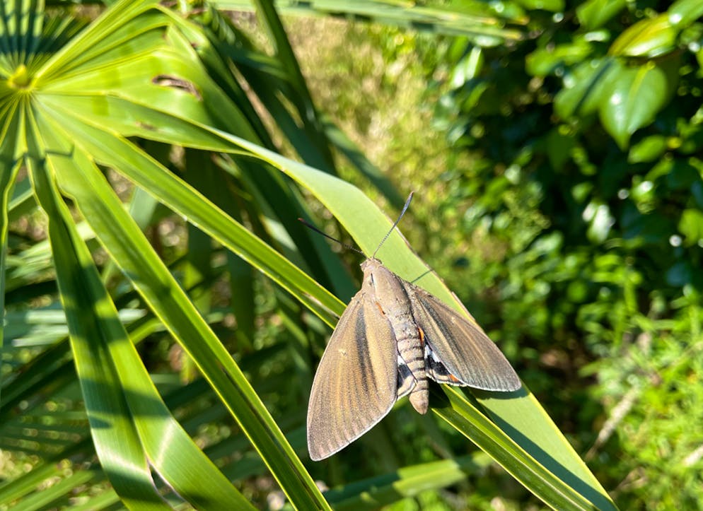 Il castnide della palma