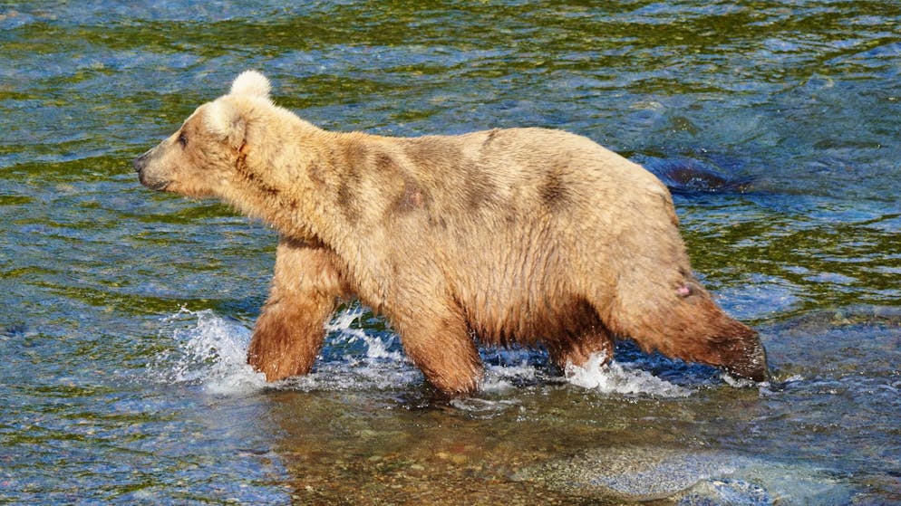 1,4 Millionen stimmten ab. Braunbär-Weibchen Grazer gewinnt «Fat Bear»-Wettbewerb in Alaska