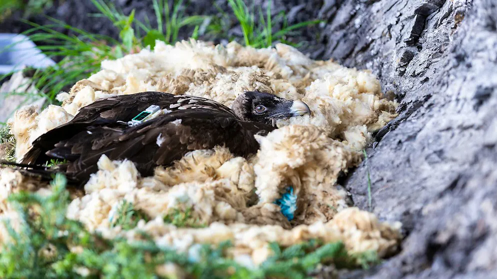Successo per il programma di reintroduzione dei gipeti in Svizzera (archivio)