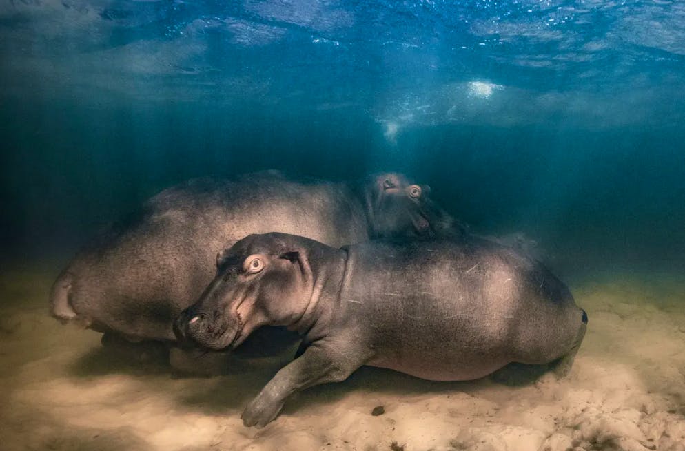 Wildlife Photographer of the Year 2023. Wie treffend: «Kita für Hippos» nennt Mike Korostelev seine spektakuläre Unterwasser-Aufnahme zweier junger Nilpferde. Seit mehr als zwei Jahren besucht Mike Korostelev die Nilpferdfamilie regelmässig in Kosi Bay in Südafrika. Mittlerweile hätten sich die Tiere an das Boot des Fotografen gewöhnt. Dieses Mal beschloss Korostelev aber zu tauchen. Für das Foto war er gut 20 Sekunden unter Wasser.