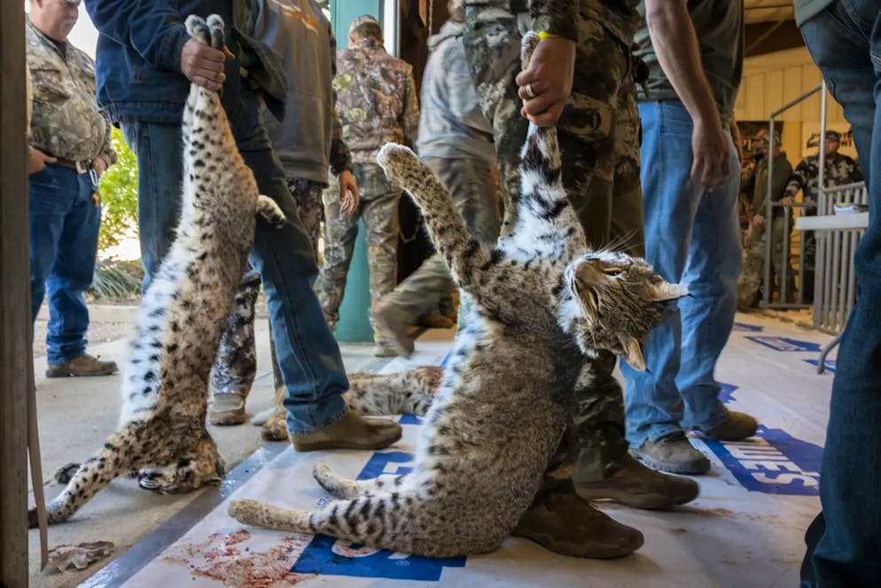 Wildlife Photographer of the Year 2023. Traurig die Szene, die die Naturfotojournalistin Karine Aigner in Texas einfing. Beim West Texas Big Bobcat Contest, dem bestbezahlten Raubtierjagd-Wettbewerb in den USA, stehen die Jäger an, um ihre Beute wiegen zu lassen. Für manche Menschen in den Vereinigten Staaten ist die Jagd auf Wildtiere ein Zeitvertreib. In Texas gelten zwar strenge Vorschriften für bestimmte «Wild»-Arten, Raubtiere wie Rotluchse, Berglöwen und Kojoten geniessen jedoch keinen Schutz. 