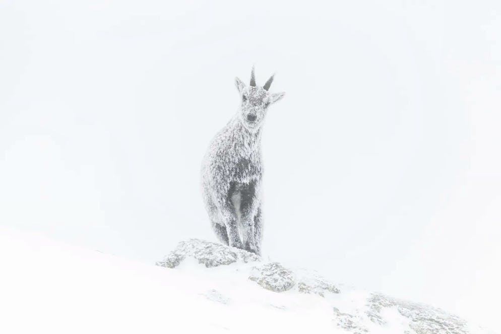 Wildlife Photographer of the Year 2023. Der Steinbocks im Eis hätte auch in der Schweiz fotografiert worden sein können. Tatsächlich entstand das Bild von Luca Melcarne in den französischen Alpen. Um sehr früh in das Steinbockrevier aufsteigen zu können, verbrachte Melcarne eine bitterkalte Nacht in einer provisorischen Unterkunft. Um dann am frühen morgen überhaupt abdrücken zu können, musste er seine Kamera zuerst mit seinem Atem auftauen. Sein Bild zeigt, wie unerlässlich Geduld, Ausdauer und Leidenschaft für die dramatische Tierfotografie sind.