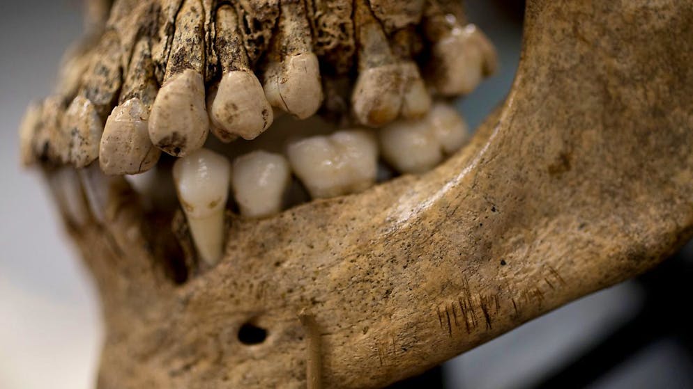 Oltre a rimuovere le ossa dalle vetrine del museo di storia naturale di New York, verranno migliorate le condizioni dei magazzini dove i resti umani sono conservati. (Foto simbolica)