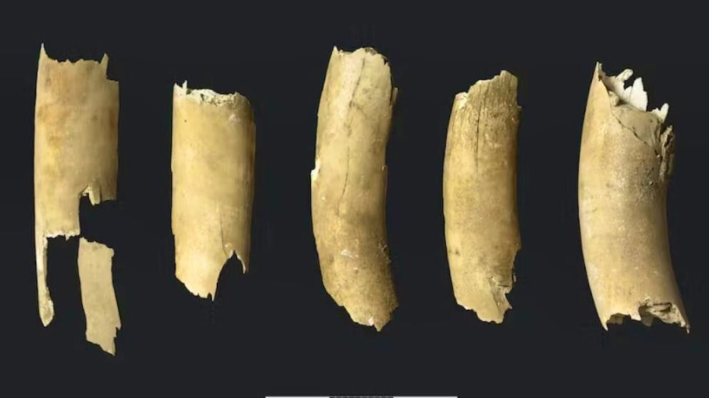 I cinque frammenti della zanna di mammut.