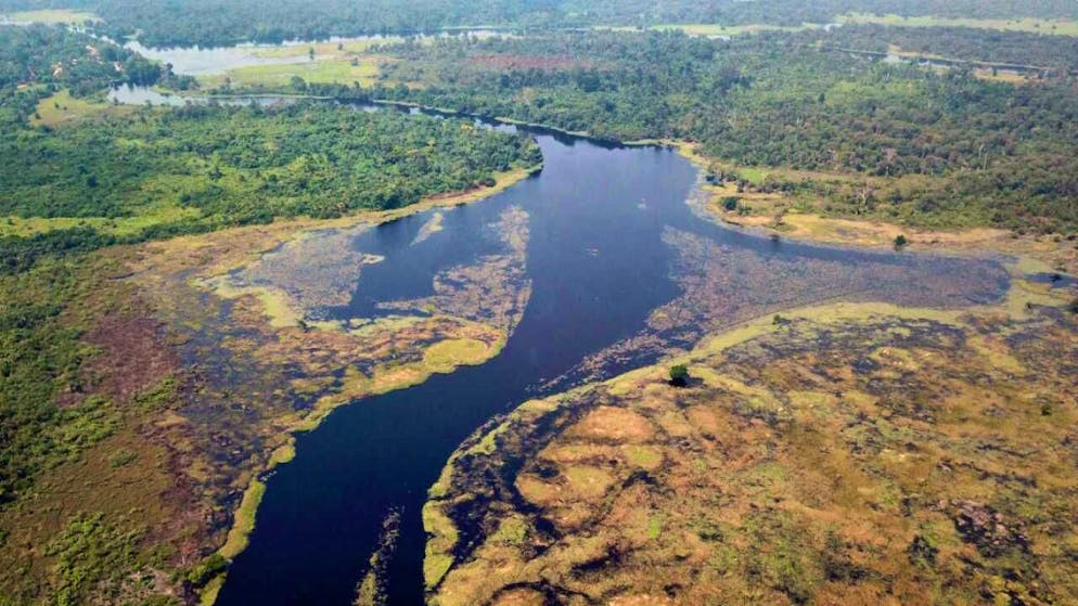 "Il fiume Ruki è il tè della giungla".