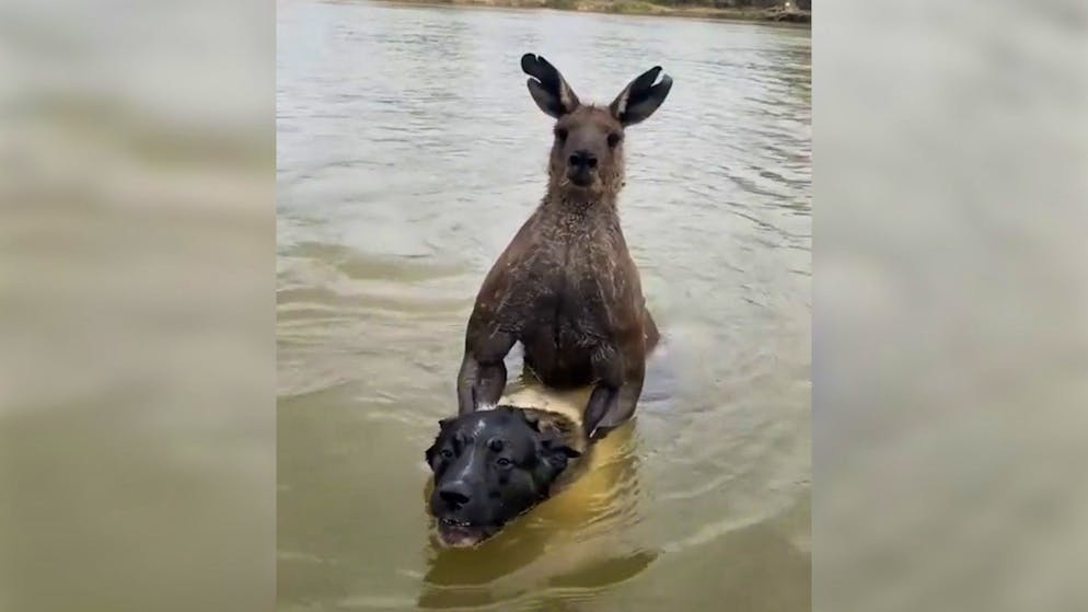 Beuteltier-Attacke. Känguru will Hund ertränken und kriegt's mit dem Herrchen zu tun