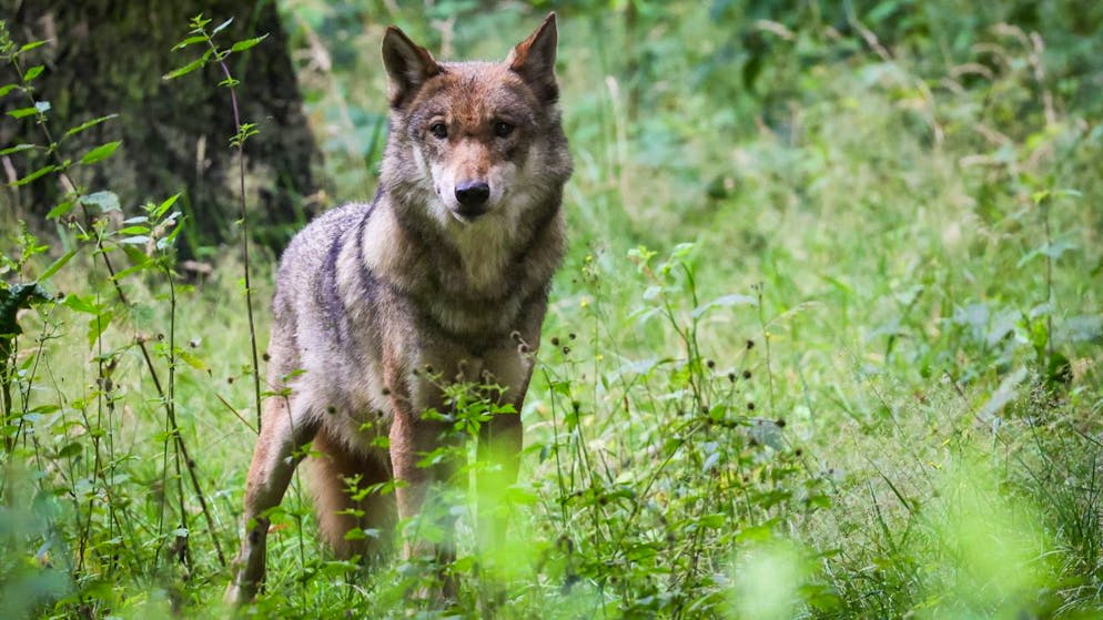 No a ulteriori uccisioni di lupi in Vallese il TAF Le pecore