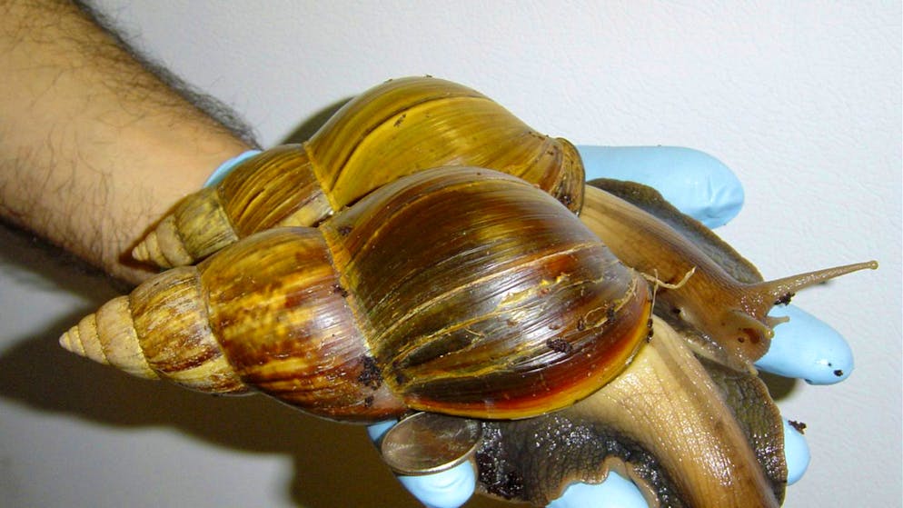 Die Achatschnecke wird in Europa oft als Haustier gehalten. (Archivbild)
