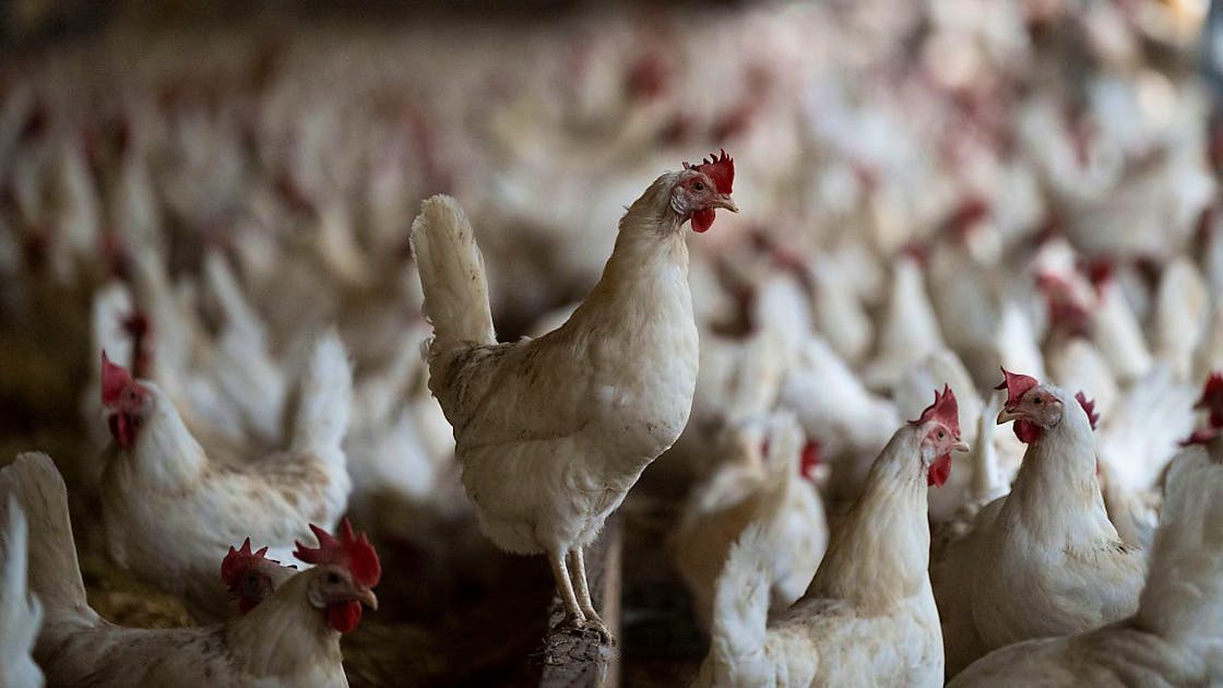 Technology: Researchers from Zurich want to produce electricity using chicken feathers Technology: Researchers from Zurich want to produce electricity using chicken feathers