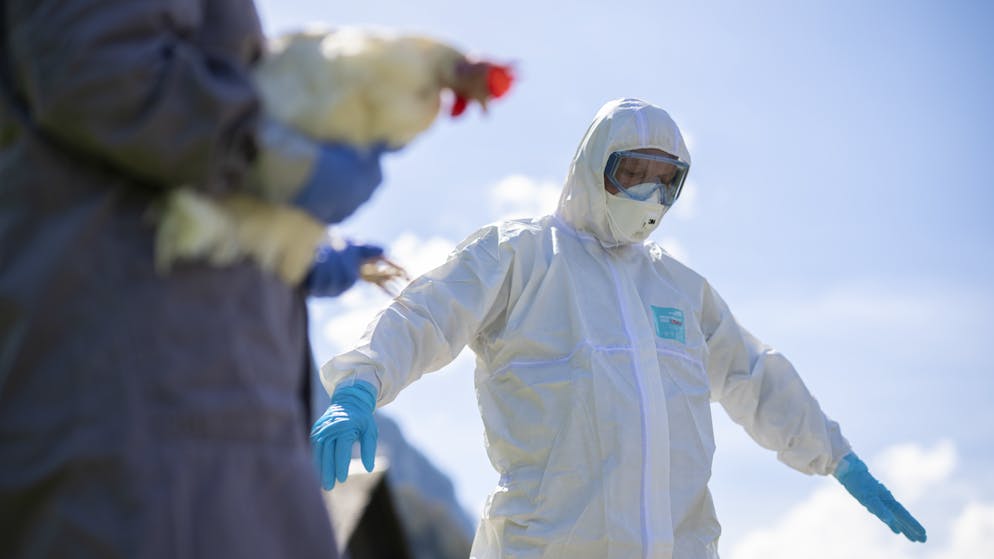 Erstmals gibt es einen bestätigten Todesfall eines Menschen durch eine Unterart der Vogelgrippe.
