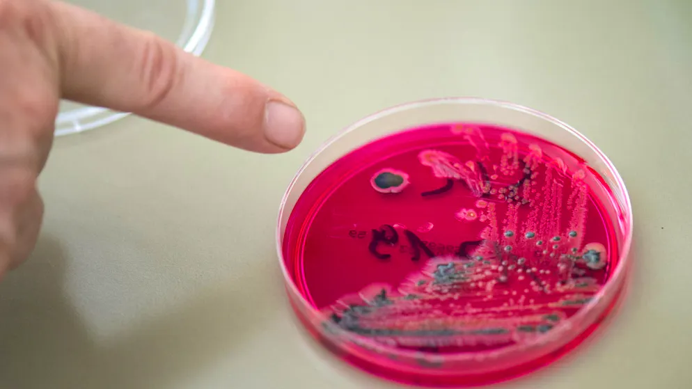 Konsumentenschutz kritisiert. Bund warnte vier Tage zu spät vor Käse mit Salmonellen