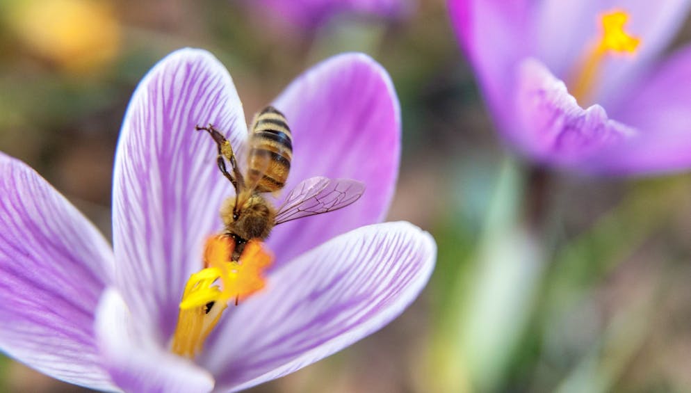 Einen Tag vor dem offiziellen Frühlingsbeginn sammelt eine Biene Nektar aus einer Krokusblüte.