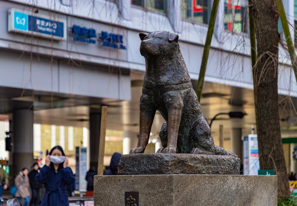 Hachiko. Hachiko war ein Akita-Hund, der zehn Jahre lang zum Bahnhof Shibuya in Tokio zurückkehrte, um dort auf seinen verstorbenen Besitzer zu warten. Ihm zu Ehren wurde eine Statue aufgestellt. 