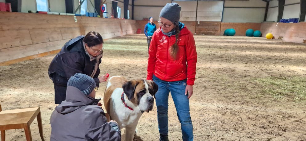 Saint-Bernard. La séance de caresses et le brossage sont des éléments importants pour la prise de contact avec le chien et l'installation d'une confiance mutuelle.