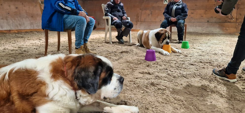 Saint-Bernard. L'un des exercices consiste à cacher des friandises dans une boîte: le chien doit les retrouver.