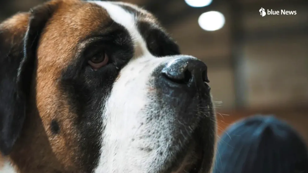 Programme «Barry social». Avec les Saint-Bernard, une thérapie au poil!
