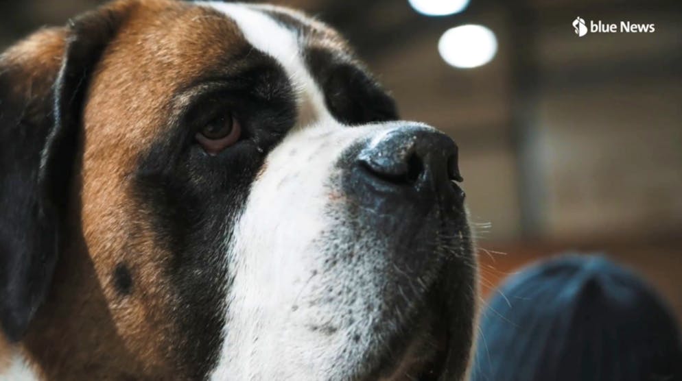 Saint-Bernard. Du haut de ses 4 ans pour une septantaine de kilos, Ziva débute en tant que chien social.