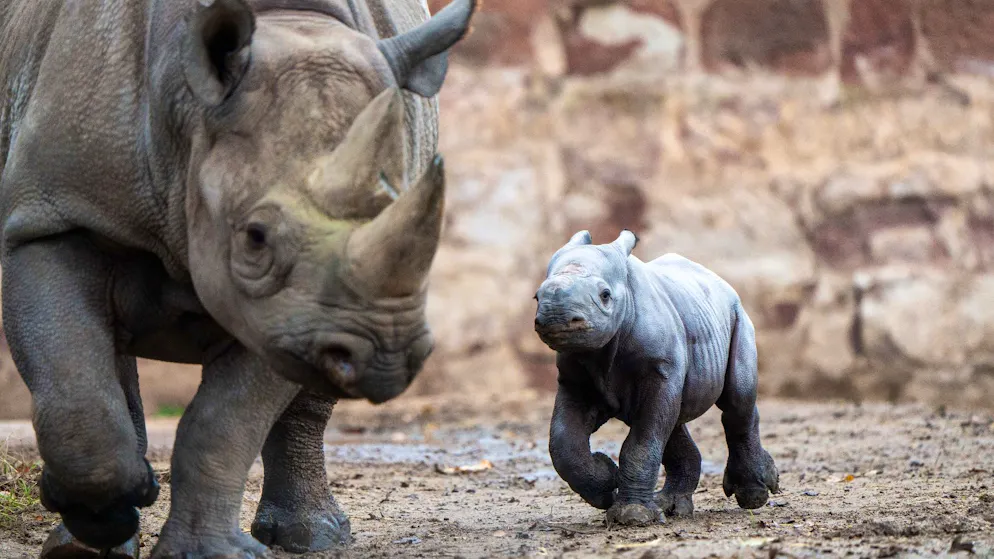 Tierpark filmt Geburt. Bedrohtes Spitzmaulnashorn in englischem Zoo geboren