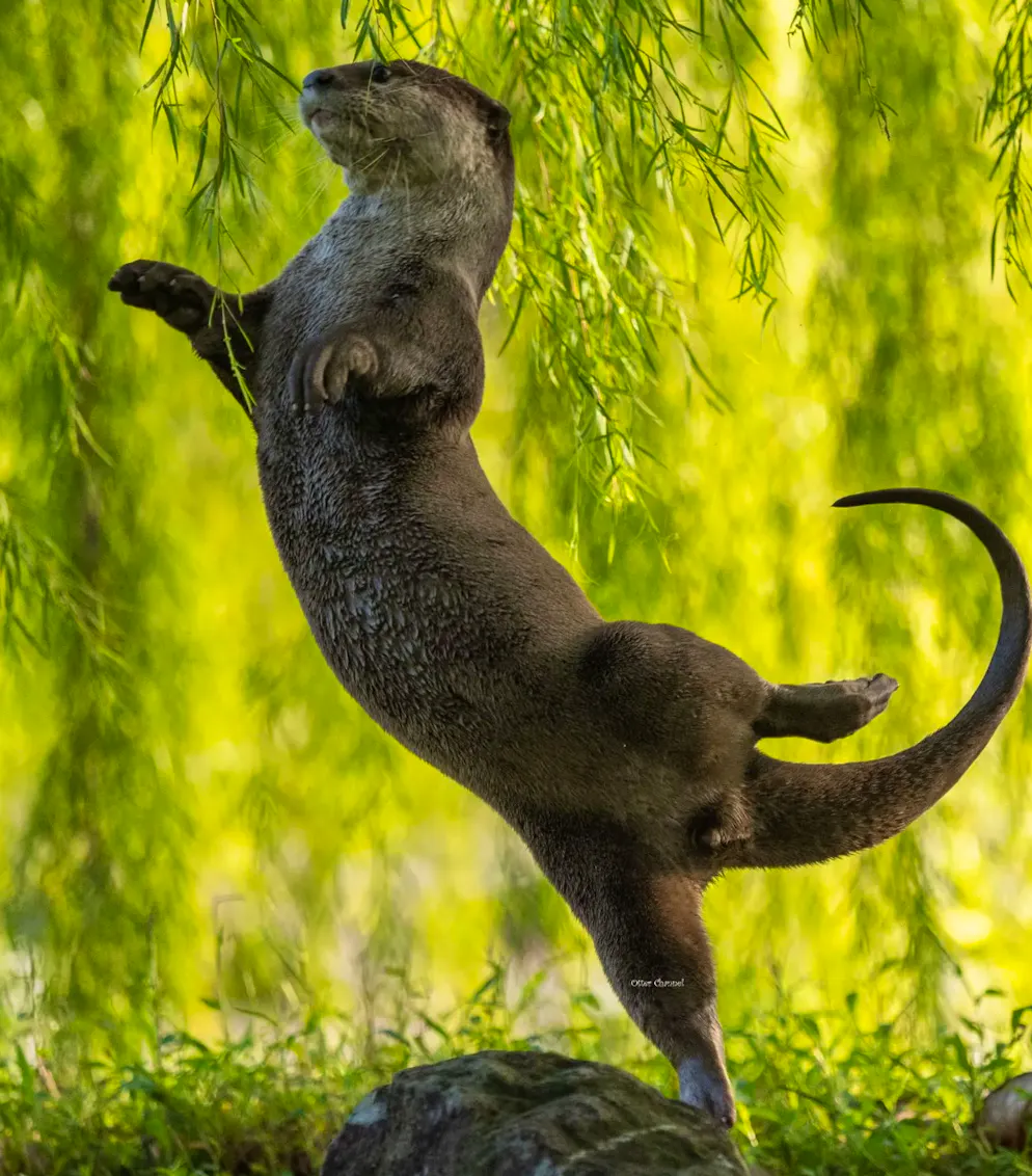 Stilsicher – ein brauner Otter macht den schwarzen Schwan.