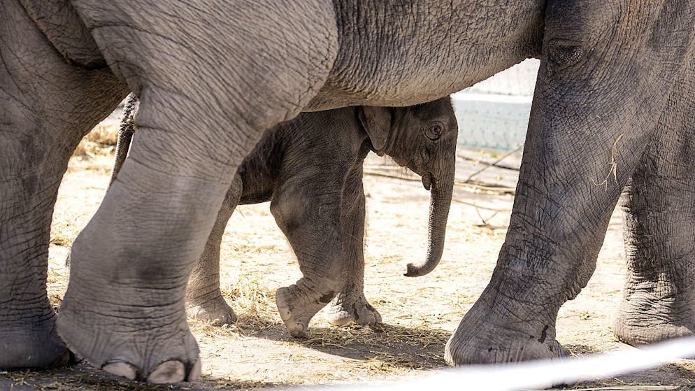 La naissance de jumeaux, des jumelles en l'occurrence, est un événement rare chez les éléphants (Photo d'illustration).