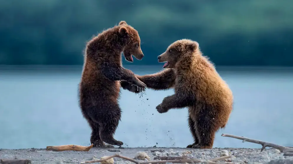 Comedy Wildlife Photo Awards. Genug von der Welt? Diese Tierfotos machen dich bestimmt wieder happy