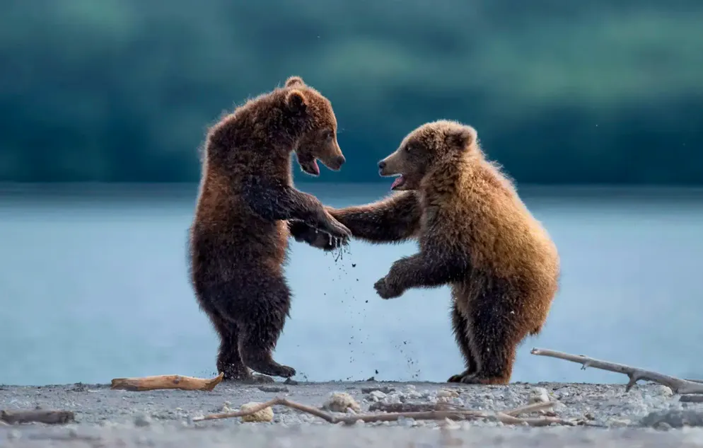 Yo, Digga, was geht ab? Zwei Grizzlys klatschen sich ab.
