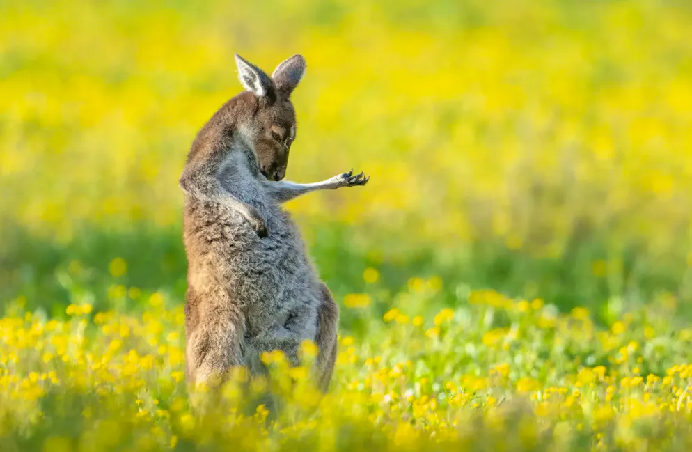 Rockt ab: das Känguru auf dem Siegerbild.