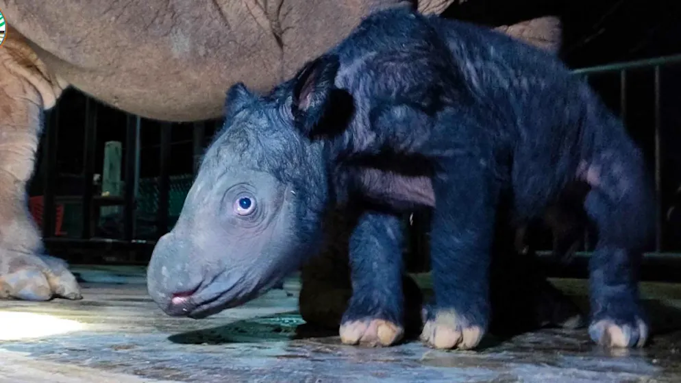Nur noch 80 Tiere am Leben. Extrem seltenes Sumatra-Nashorn in Indonesien geboren