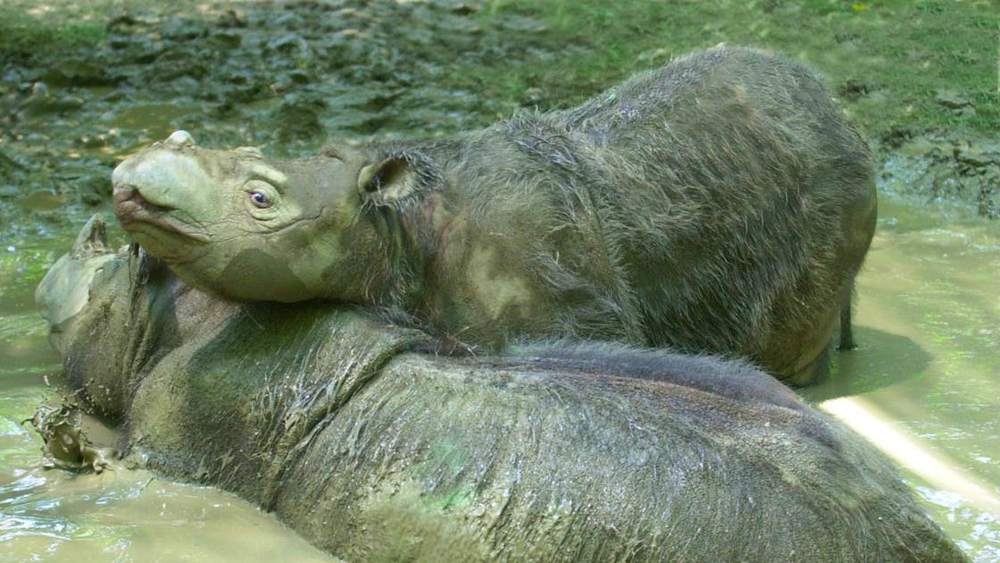 Sains: Badak Sumatera yang sangat langka lahir di Indonesia Sains: Badak Sumatera yang sangat langka lahir di Indonesia