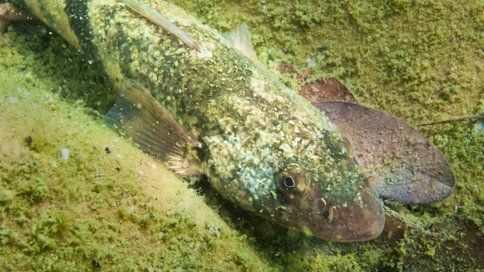 Roi du Doubs kurz vor dem Aussterben. Fischweibchen sucht dringend ein Männchen