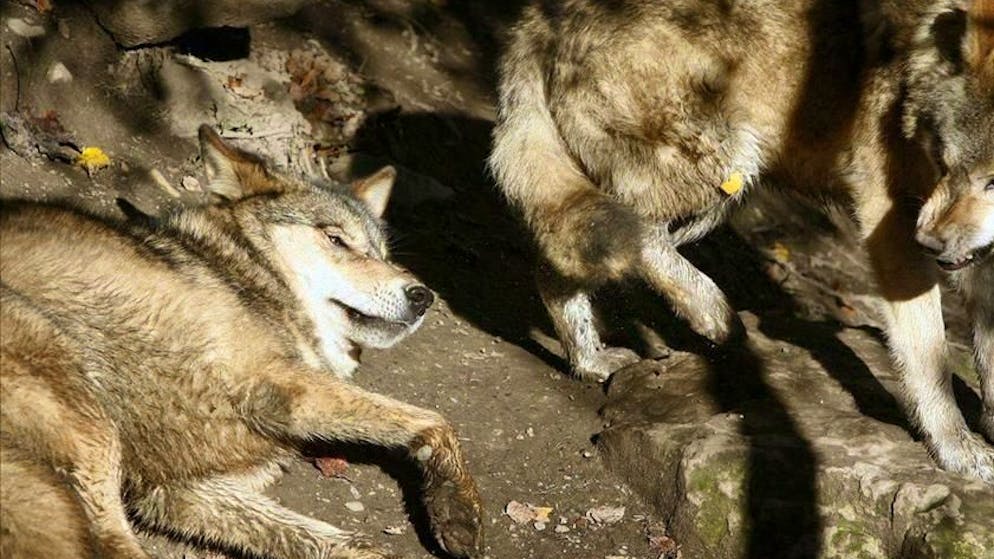 Grandi predatori. In Ticino saranno abbattuti fino a cinque lupi